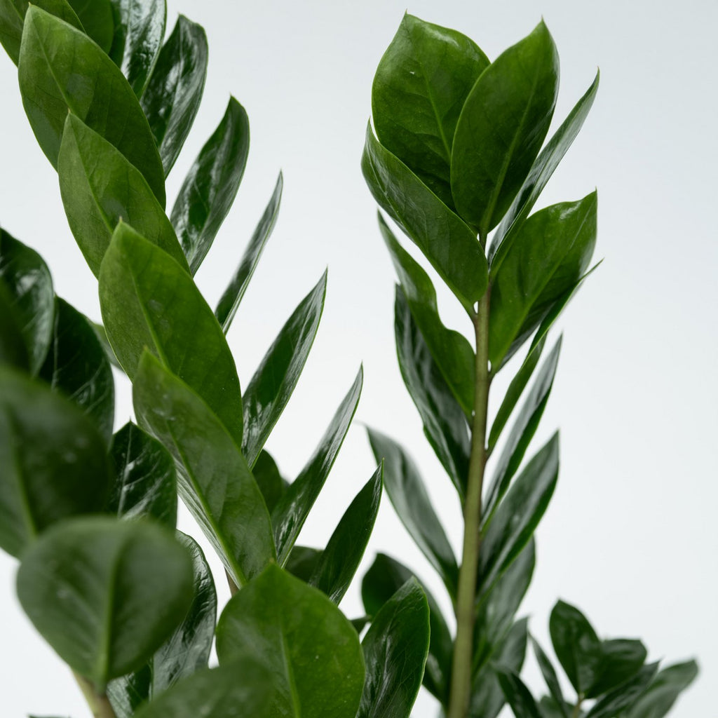 ZZ Plant – Indoor Plant
