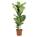 Ficus Lyrata