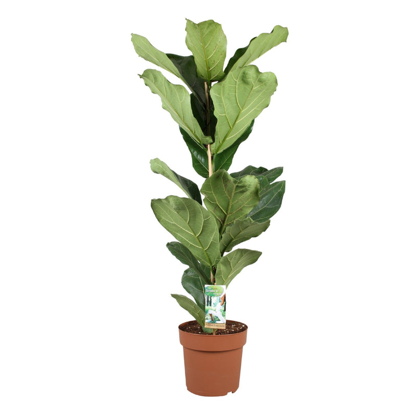Ficus Lyrata