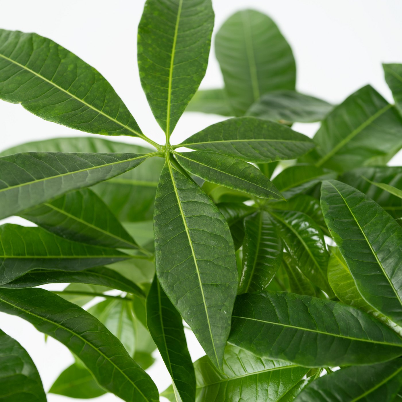 Pachira Arbre À Monnaie – Plante D'Intérieur