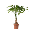 Pachira Coin Tree