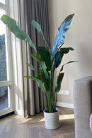 Oiseau De Paradis Artificiel – 160 Cm – Plante Artificielle