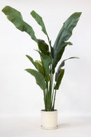 Oiseau De Paradis Artificiel – 160 Cm – Plante Artificielle