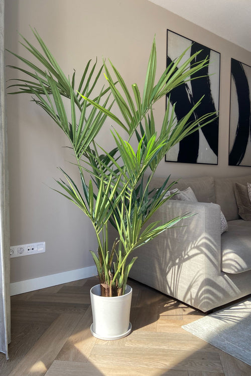 Palmier Kentia Artificiel – 150 Cm – Plante Artificielle