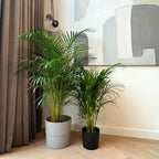 Areca Palm – Indoor Plant