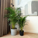 Areca palm