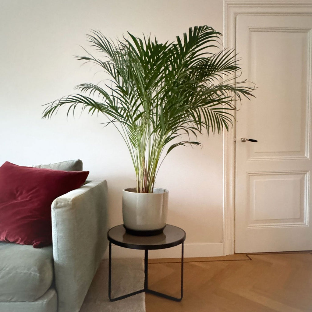 Areca Palm – Indoor Plant