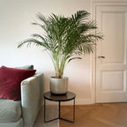 Areca Palm – Indoor Plant