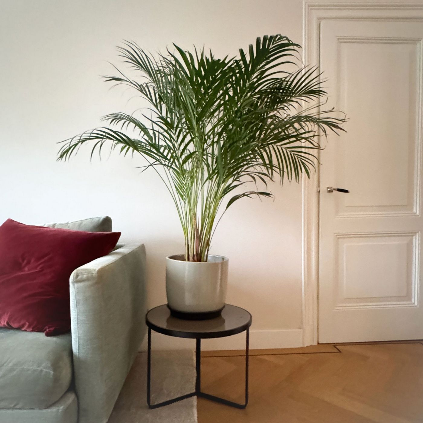 Areca Palm – Indoor Plant