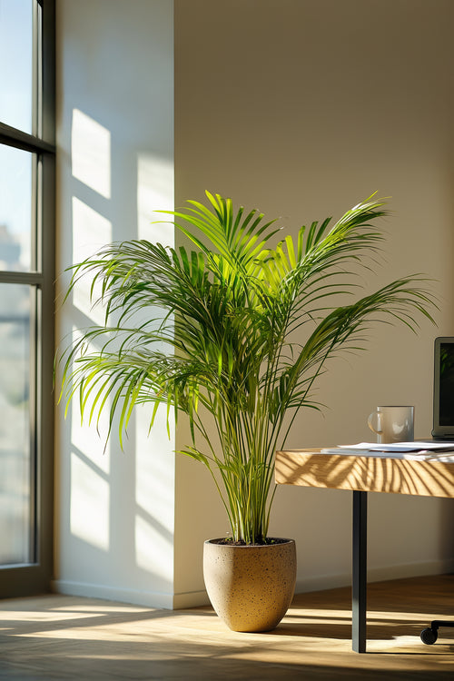 Palmier Areca Doré Xl – Plante D’Intérieur