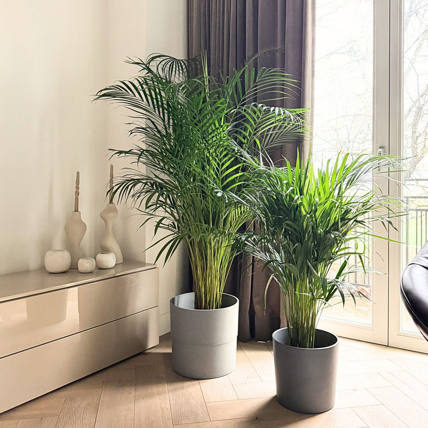 Areca Palm – Indoor Plant
