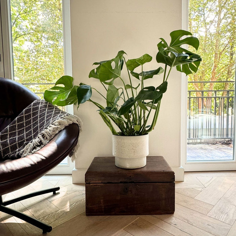 Monstera Deliciosa