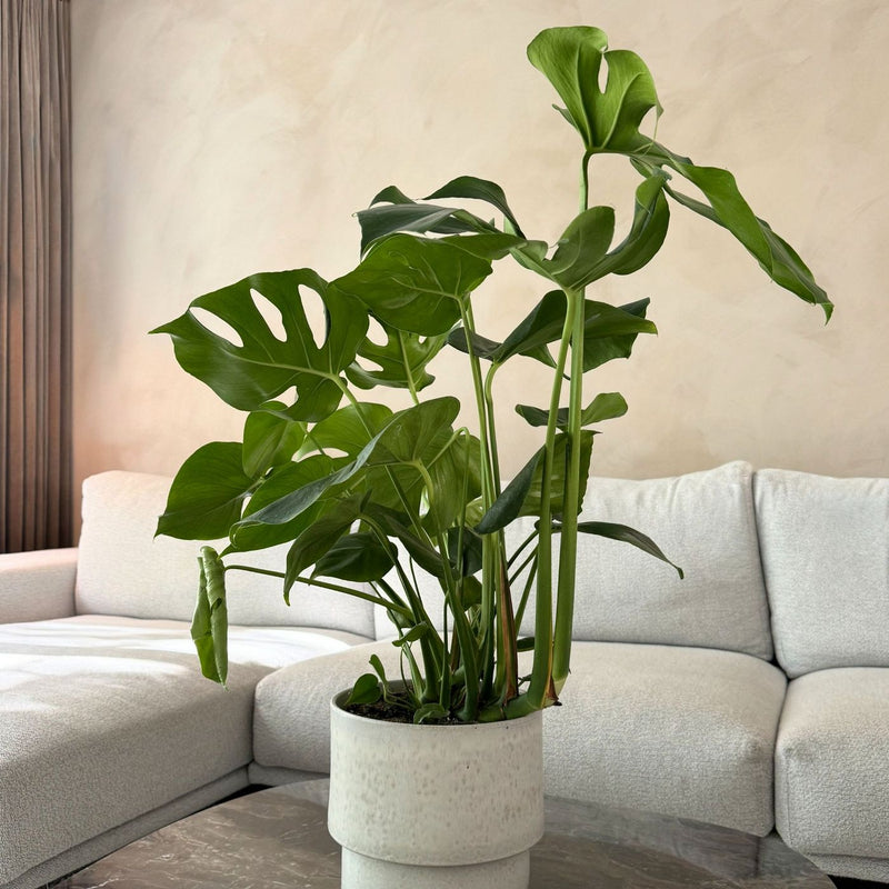 Monstera Deliciosa