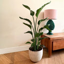 Strelitzia Nicolai