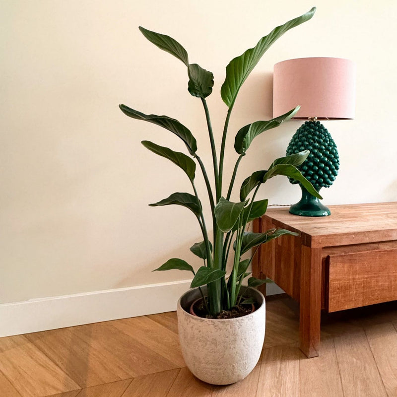 Strelitzia Nicolai