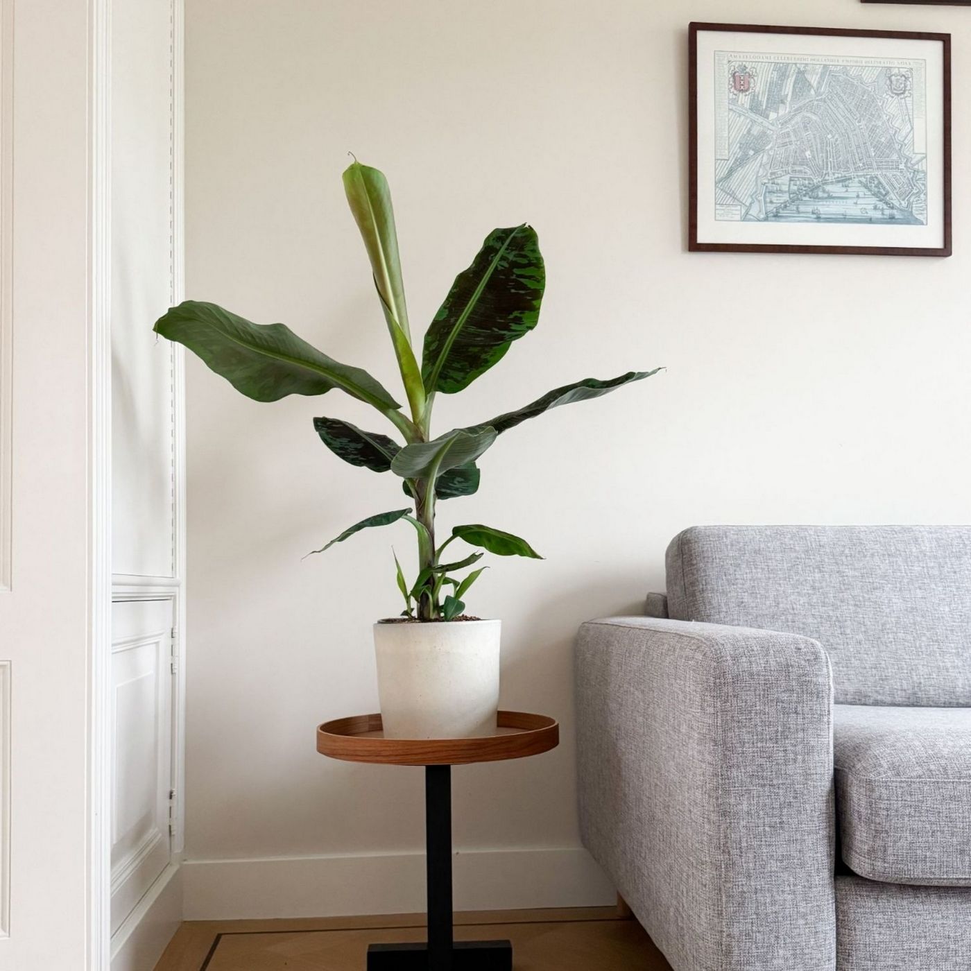 Platanera Musa Cavendish – Planta de interior