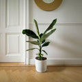 Platanera Musa Cavendish – Planta de interior