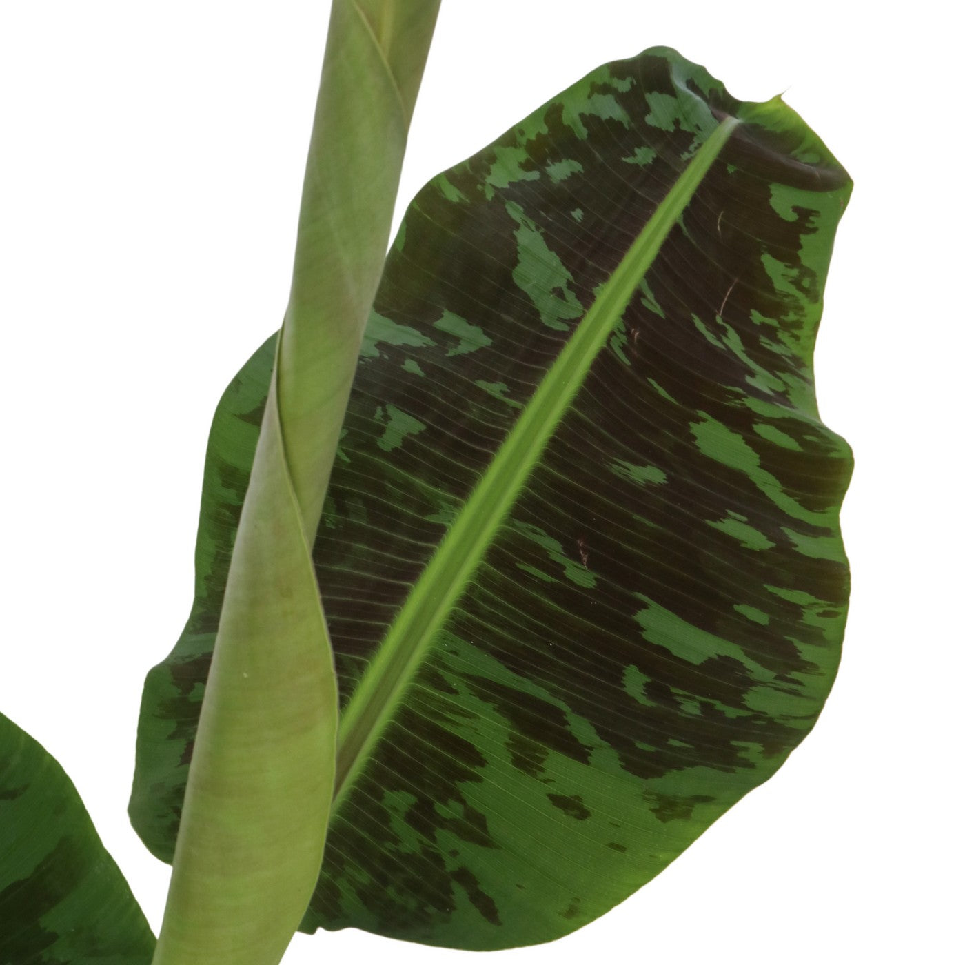 Platanera Musa Cavendish – Planta de interior