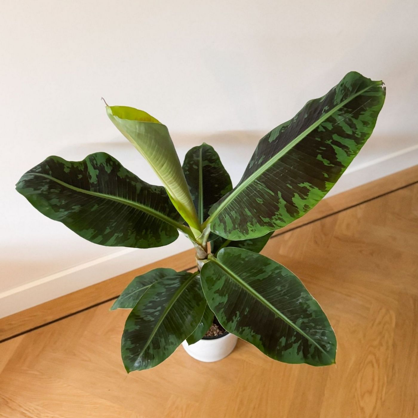 Platanera Musa Cavendish – Planta de interior