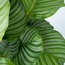 Calathea Orbifolia