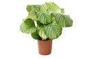 Calathea Orbifolia