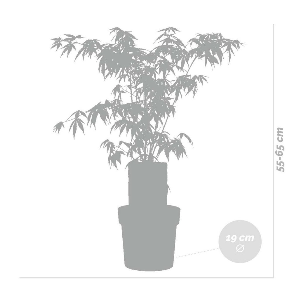 Arce japonés - Acer Atropurpureum – Planta de exterior