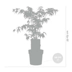 Arce japonés - Acer Atropurpureum – Planta de exterior