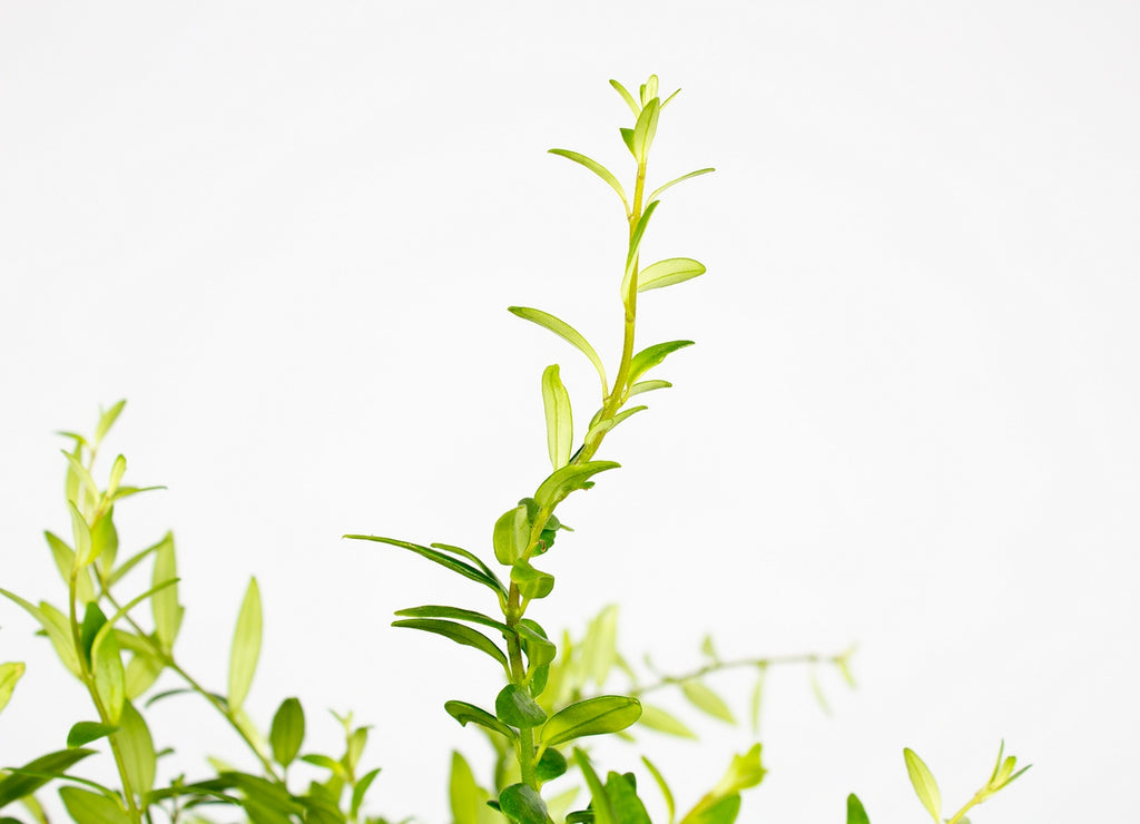 Aeschynanthus Mona Lisa – Indoor Plant