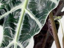 Alocasia Lauterbachiana – Plante d'Intérieur