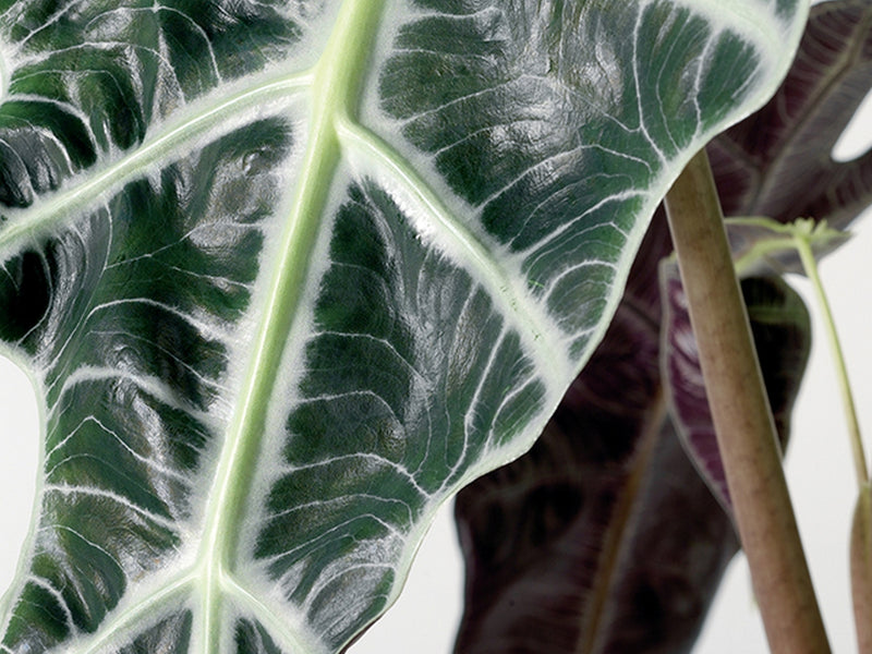 Alocasia Lauterbachiana – Plante d'Intérieur