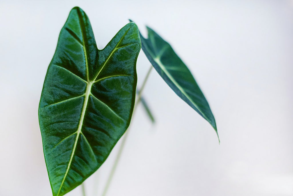 Alocasia Wentii – Planta de interior