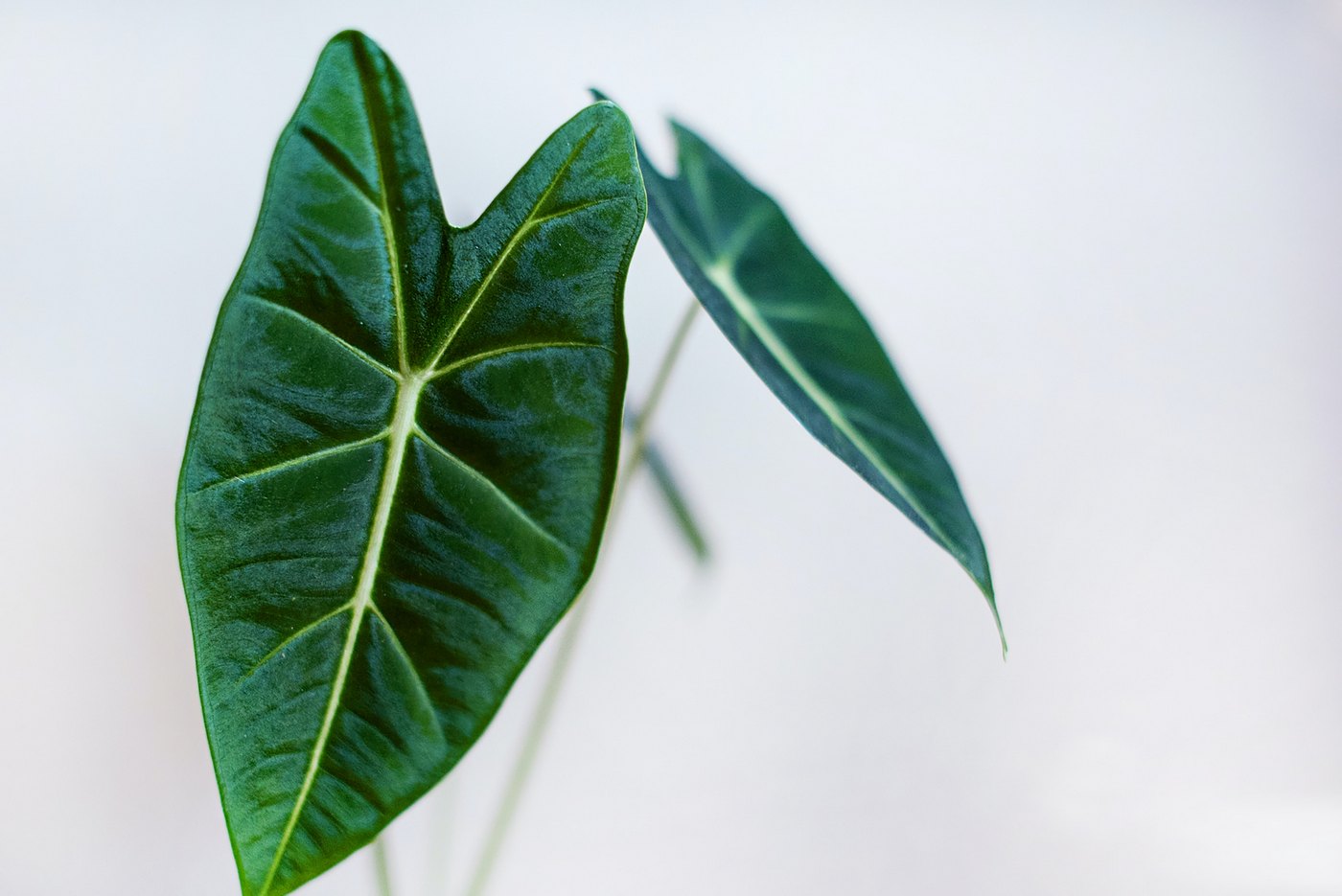Alocasia Wentii – Planta de interior