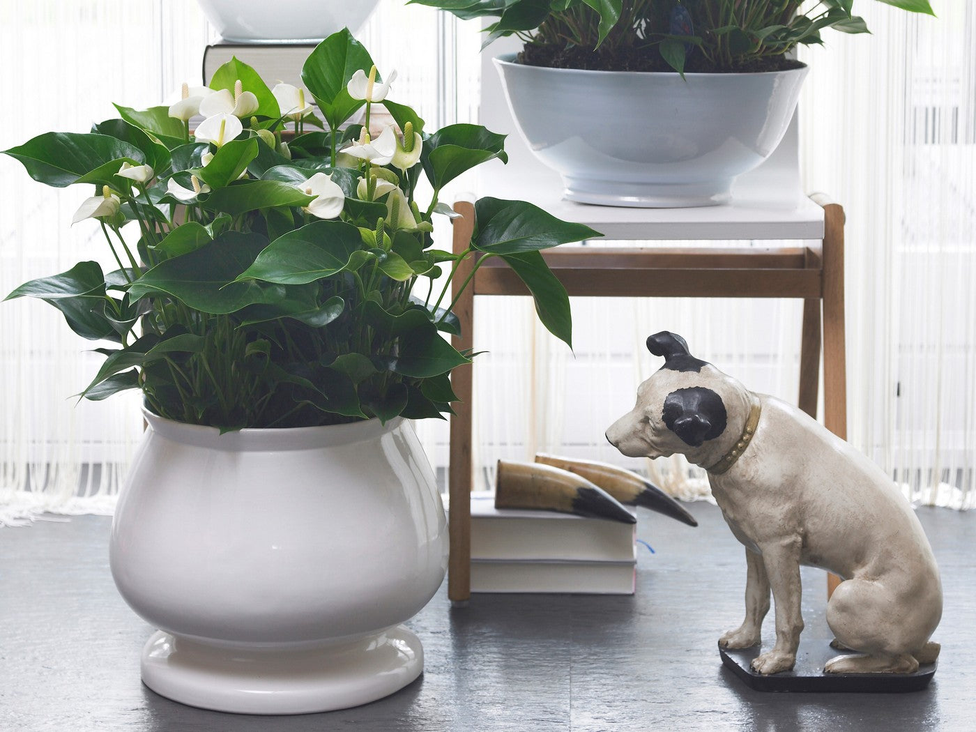 White Anthurium – Indoor Plant