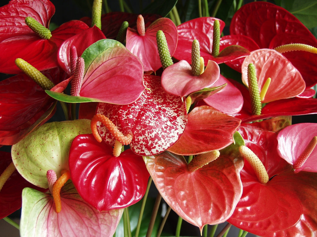 Red Anthurium – Houseplant