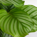 Calathea Orbifolia