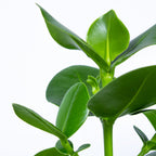 Clusia Rosea Princess – Planta de interior