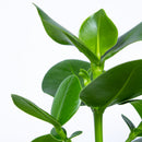 Clusia Rosea Princess – Plante d'Intérieur