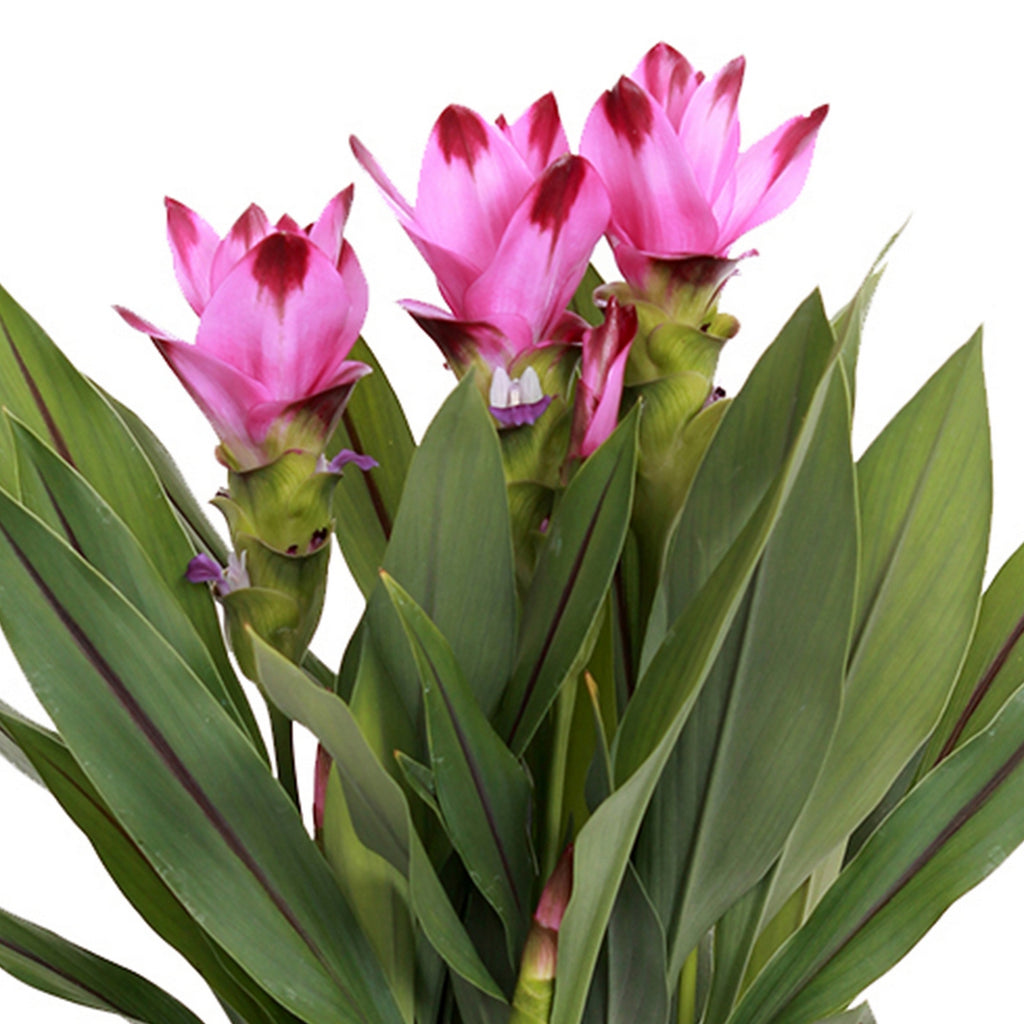 Cúrcuma siamés – Planta de interior