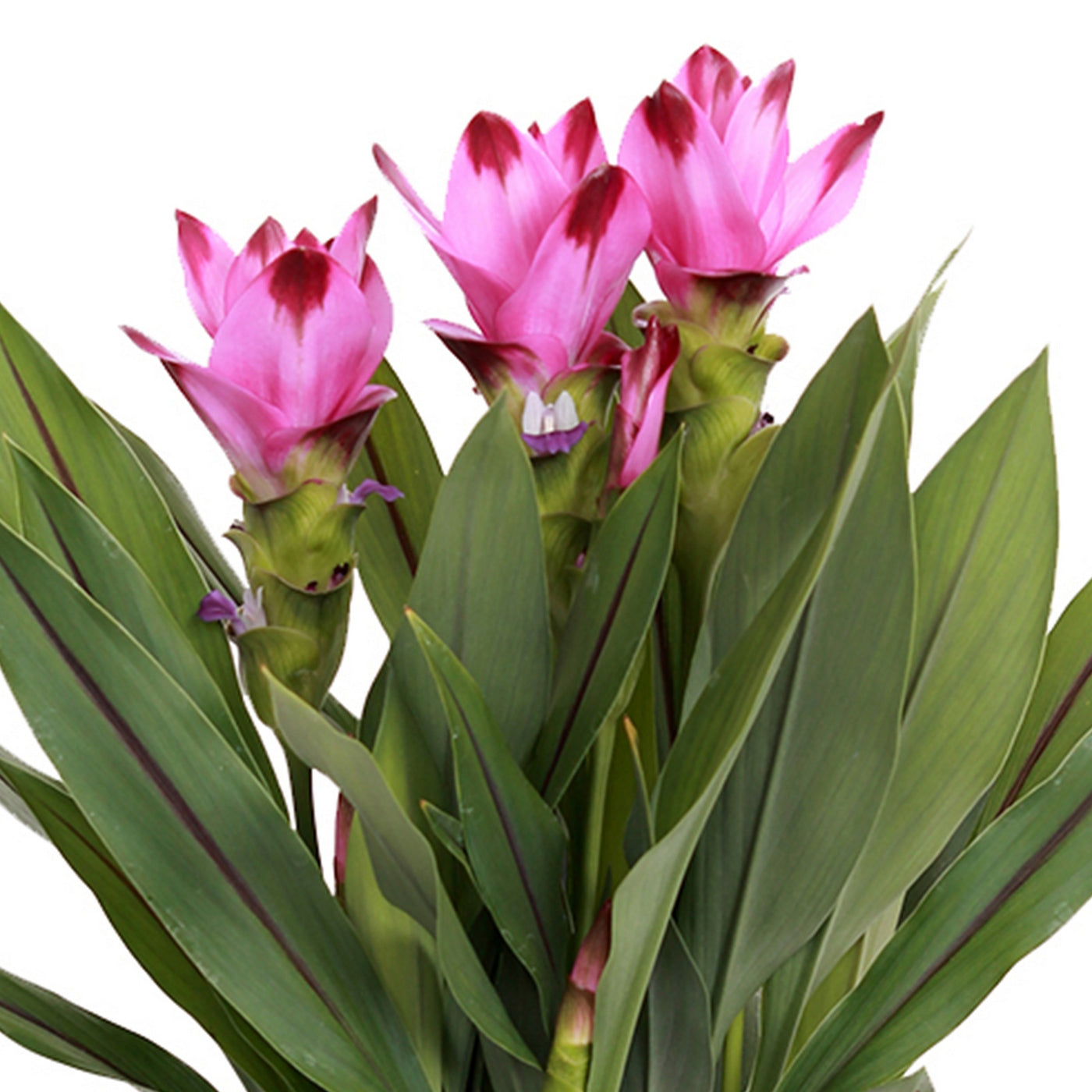 Cúrcuma siamés – Planta de interior