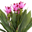 Curcuma Siam – Plante d'Intérieur