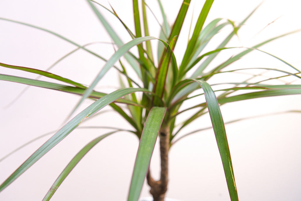 Dracaena Marginata – Plante D'Intérieur
