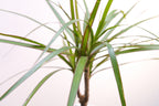 Dracaena Marginata – Plante D'Intérieur