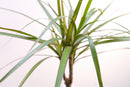 Dracaena Marginata – Plante d'Intérieur