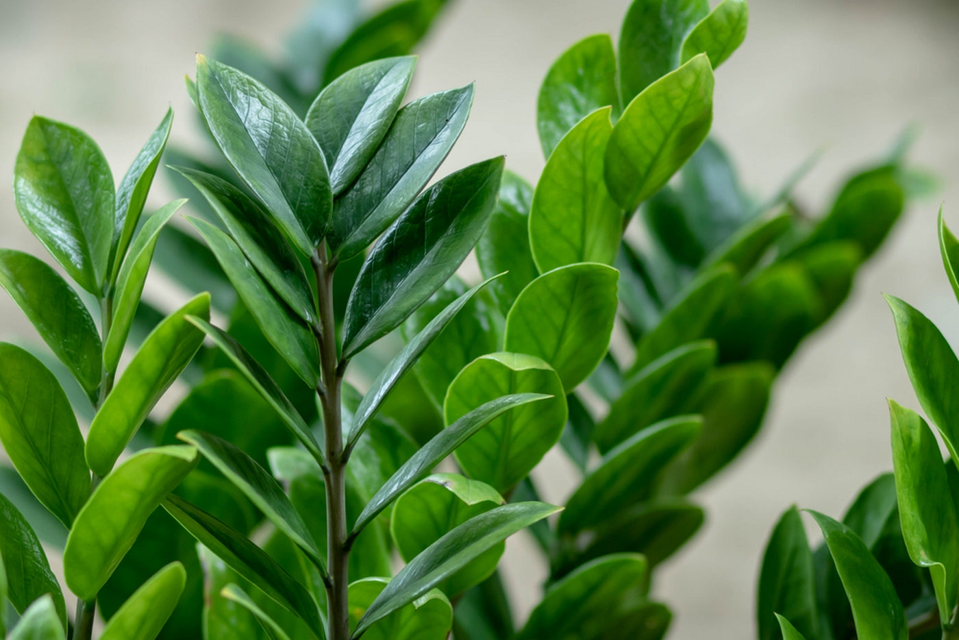 ZZ Plant – Indoor Plant