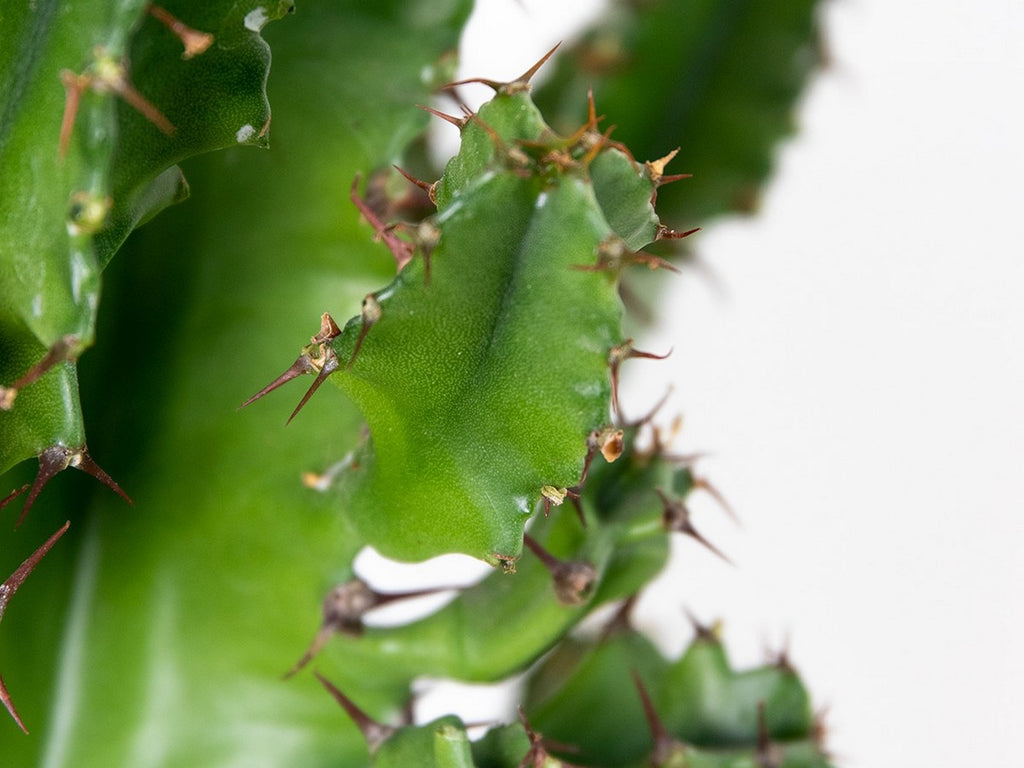 Cowboy Cactus Euphorbia – Indoor Plant