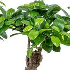 Lot De 2 Ficus Ginseng – Plante D'Intérieur
