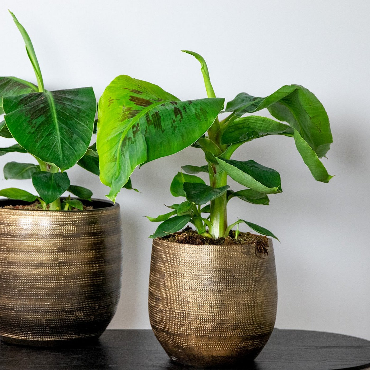 Platanera Musa Tropicana – Planta de interior