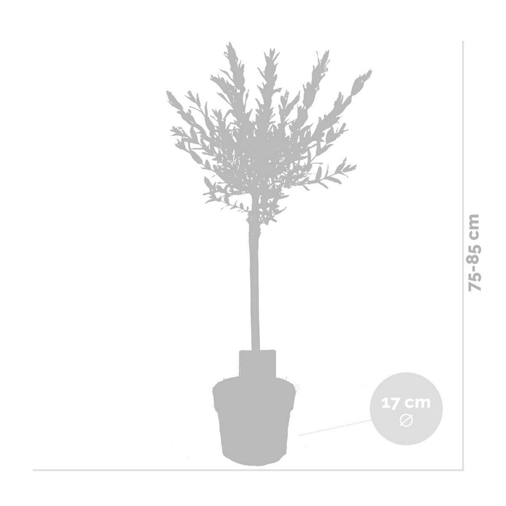 Lote de 2 Salix Flamingo – Planta de exterior