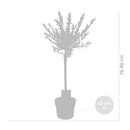 Lot de 2 Salix Flamingo – Plante d'Extérieur
