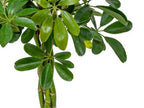 Schefflera Arboricola – Houseplant